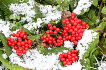 Winter Frozen Viburnum Under Snow. Viburnum In The Snow. First snow. Autumn and snow.	