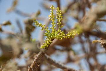 neue Trieb am Weihrauchbaum