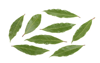 bay leaves isolated without shadow. set