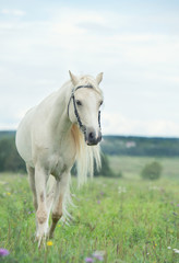 Obraz na płótnie Canvas beautiful cream pony stallion wilking in the field. cloudy day