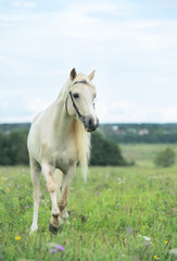 Obraz na płótnie Canvas beautiful cream pony stallion wilking in the field. cloudy day