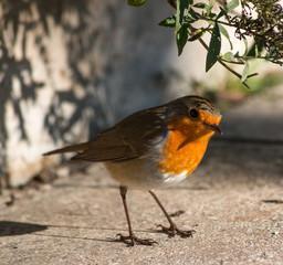 Robin in the garden