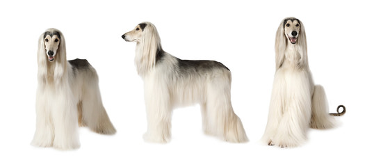 Afghan hound dog over white