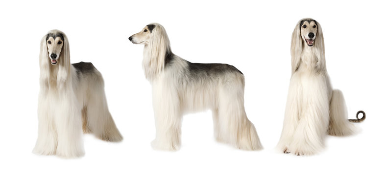 Afghan Hound Dog Over White