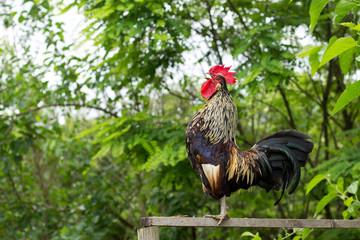 Rooster in the Garden