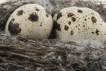 Obraz premium Quail eggs in a nest