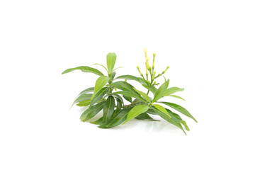 leaf of Gardenia on isolated