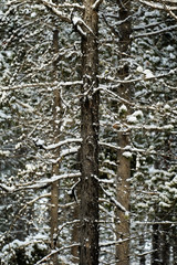 Fototapeta premium Forest of Pine Trees in Winter Snowy Storm Snow Flakes Falling