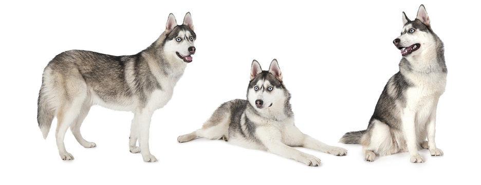 Siberian Husky Dog Over White