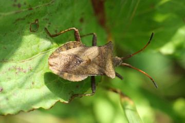 Corée marginée - Punaise brune (Coreus marginatus)