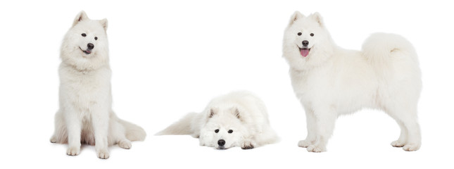 Samoyed dog over white