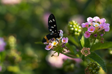 Sytomis Phegea