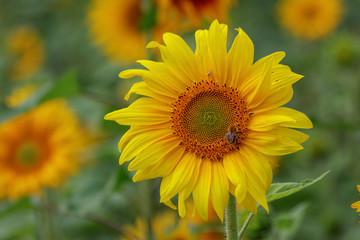 Obraz premium Sonnenblume mit Hummel