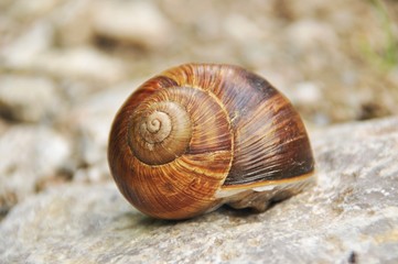 Snail