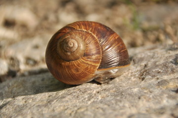 Snail