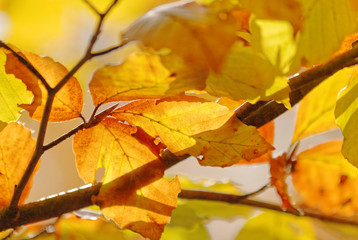 Buchenbl&auml;tter im Herbst, Nahaufnahme