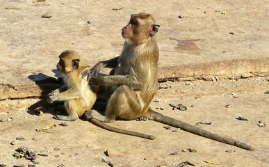 Monkey mother with baby