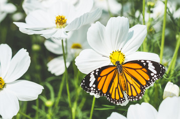 beautiful butterfly on cosmos field in the park.