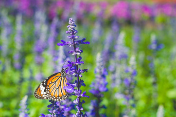 beautiful butterfly on lavender flower field in the park.