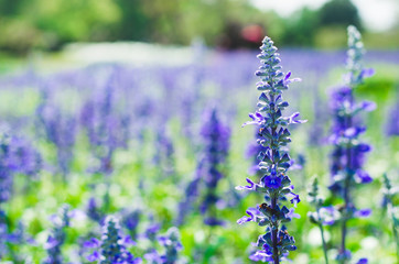 Obraz premium lavender flower in lavender fields