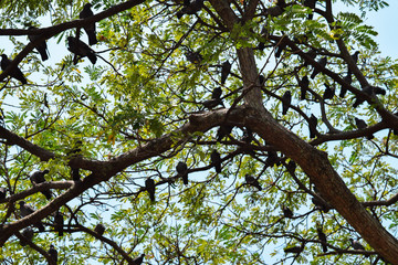 Fototapeta na wymiar Birds on the Tree