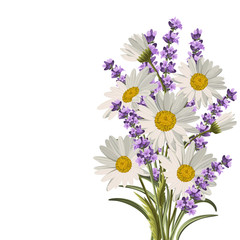 Beautiful daisies and lavender flowers
