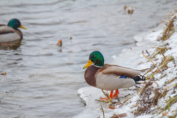 Obraz premium Beautiful Drake on the river in winter. A duck stands on the shore in the snow. It's snowing.