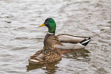 Obraz premium Pair of ducks on the river in winter. Ducks swimming on the river. On the shore of snow. It's snowing.