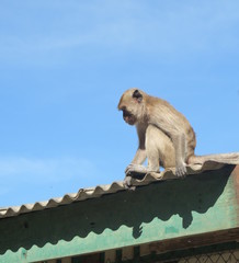 Monkey sitting on the roof