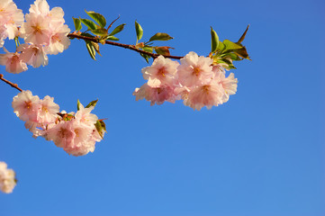 Flowering Japanese cherry tree branches against a clear blue sky  