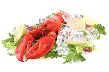 orange lobster isolated