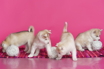 Obraz premium High bred adorable Siberian Husky puppies on bright pink background