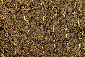 number sprouts strawberry