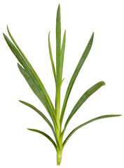 one leaf carnation flower