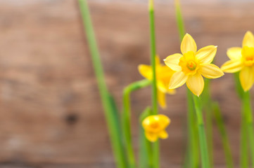 Fototapeta premium Beautiful yellow daffodils,narcissus close up on wooden wall background