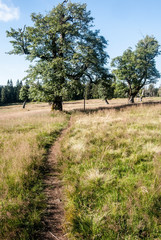 Fototapeta premium Almschachten mountain meadow (old pasturage) with hiking trail, isolated trees and blue sky in Bavarian Forest mountains in Lower Bavaria
