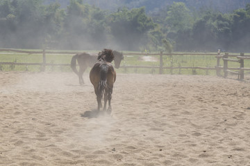big beautiful horses playing in the sand stable