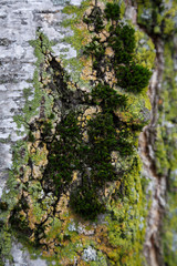 tree bark close. abstraction of the tree bark, moss and mold. texture of the old tree bark