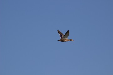 female wild duck