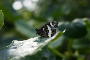 Butterfly on Flowers