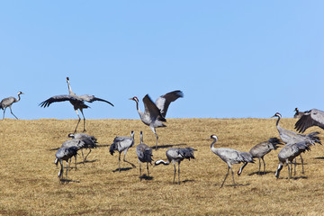 Common Cranes