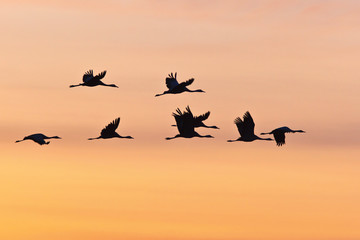 Flying cranes