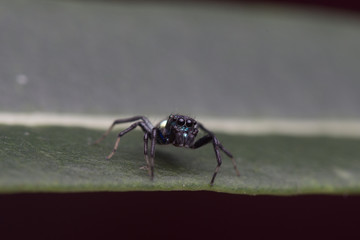 tiny little jumping spider stays on its web and leaf. close up macro