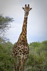 Curious giraffe standing watching the camera