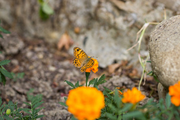Butterfly on Flowers