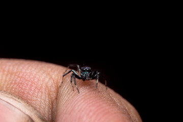 close up macro a little jumping spider stays on human hand