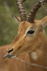 Impala buck browsing on twigs on a bush