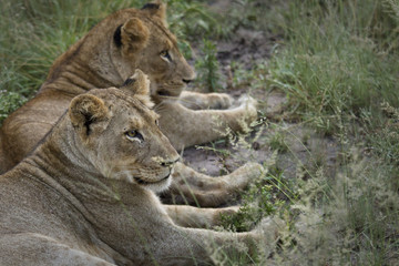 Fototapeta na wymiar Two South African lionesses