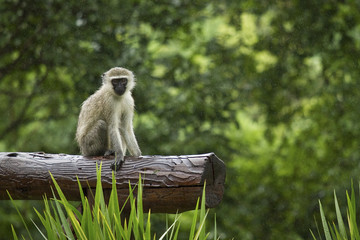 South African vervet monkey