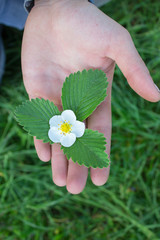 strawberry flower hands